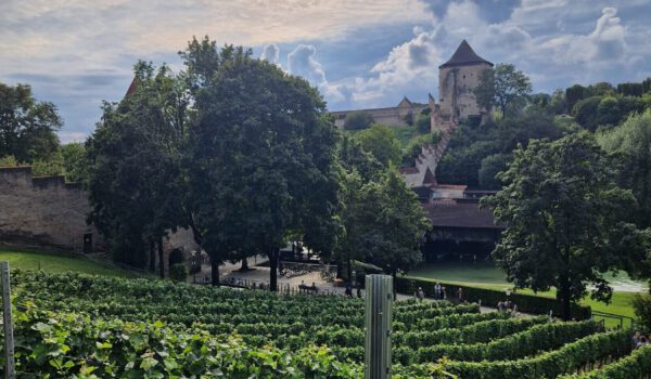 Schöne Abendstimmung und Aussicht bei der Weinbergführung © Stadt Burghausen/ebh