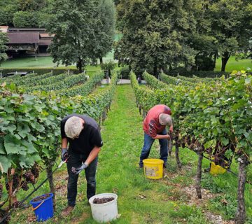 Die Weinbauern bei der Arbeit - dieses Jahr fand die Weinlese schon wesentlich früher statt als geplant © Stadt Burghausen/ebh