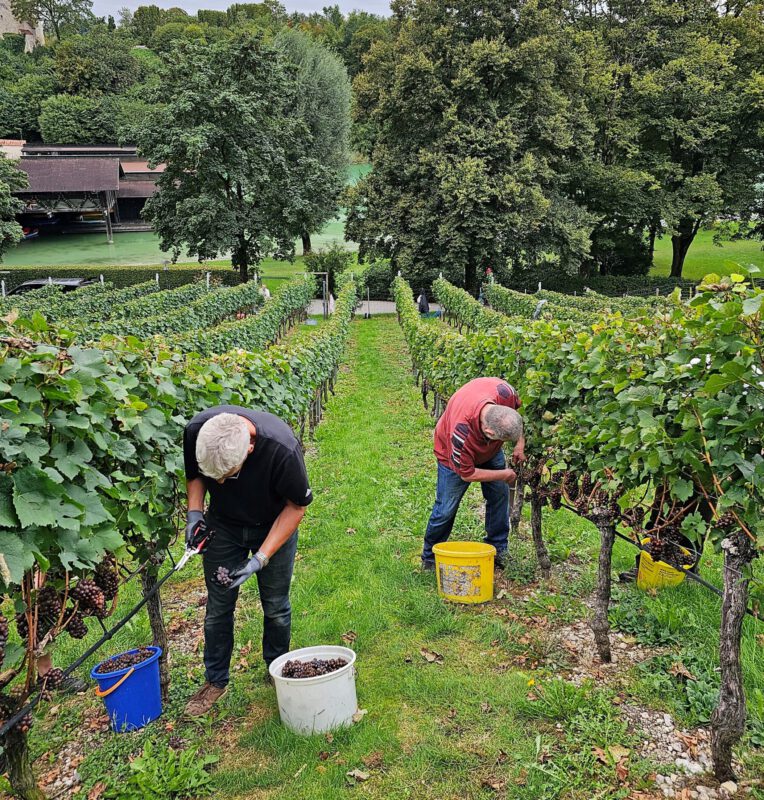Die Weinbauern bei der Arbeit - dieses Jahr fand die Weinlese schon wesentlich früher statt als geplant © Stadt Burghausen/ebh