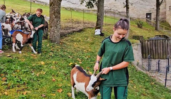 Die FÖJlerinnen müssen kräftig zupacken. Den Ziegen tut es nicht weh, an den Hörner gepackt zu werden © Stadt Burghausen/ebh