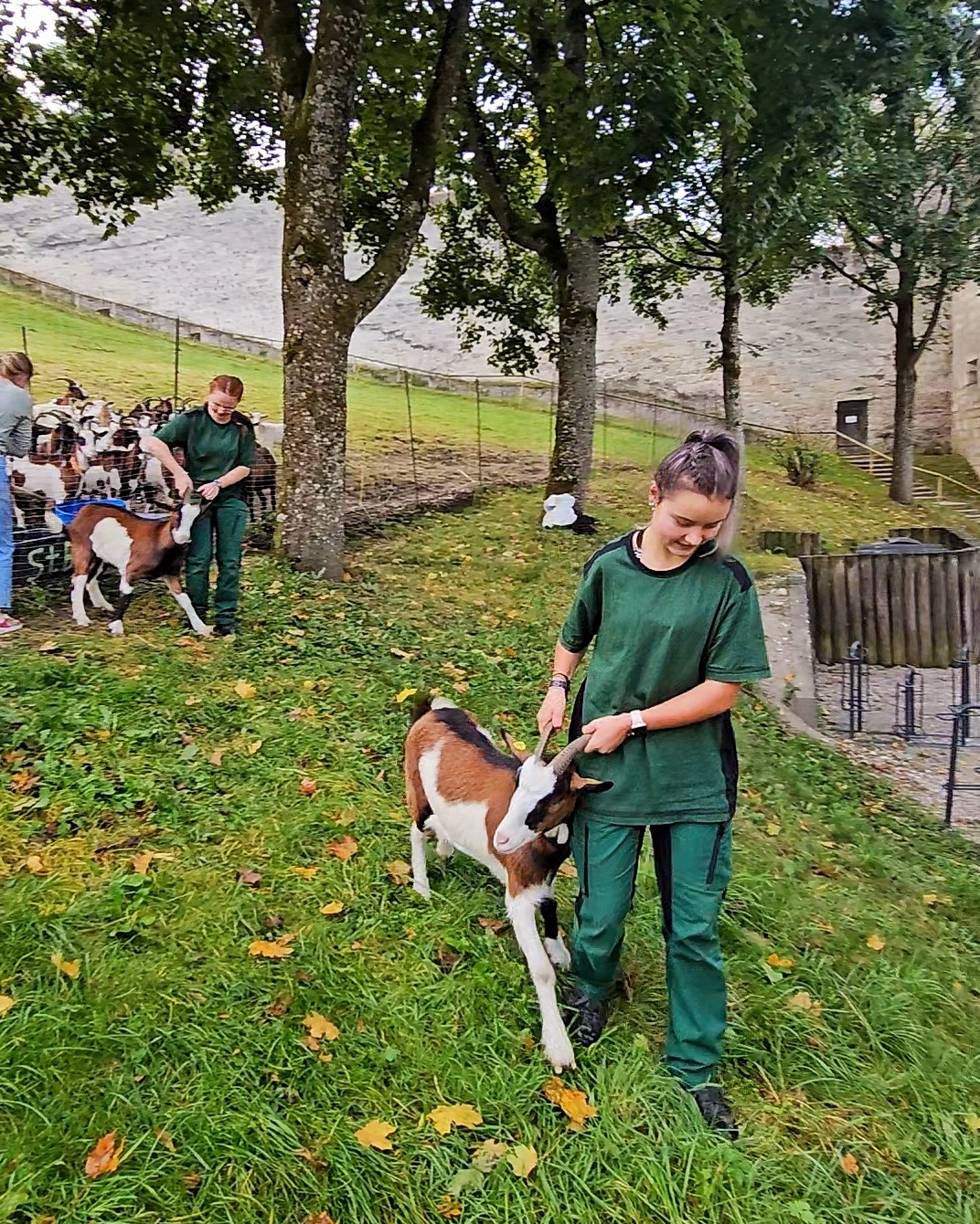 Die FÖJlerinnen müssen kräftig zupacken. Den Ziegen tut es nicht weh, an den Hörner gepackt zu werden © Stadt Burghausen/ebh