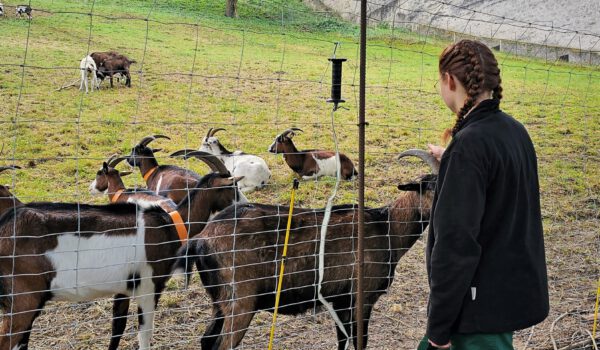 Judith Schärl, FÖJlerin bei der Stadt Burghausen, streichelt eine der Ziegen, die darauf wartet in ihr Winterquartier gebracht zu werden. © Stadt Burghausen/ebh
