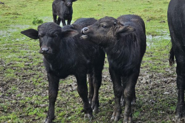 Drei Kälber gibt es seit September bei der Büffelherde in Raitenhaslach © Stadt Burghausen/ebh