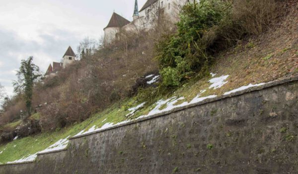 Ein entwurzelter Baum am Ludwigsberg muss entfernt werden © Stadt Burghausen/ebh