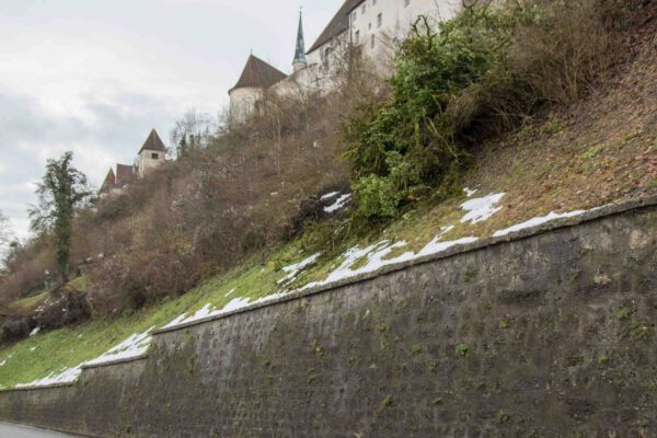 Ein entwurzelter Baum am Ludwigsberg muss entfernt werden © Stadt Burghausen/ebh Ein entwurzelter Baum am Ludwigsberg muss entfernt werden © Stadt Burghausen/ebh