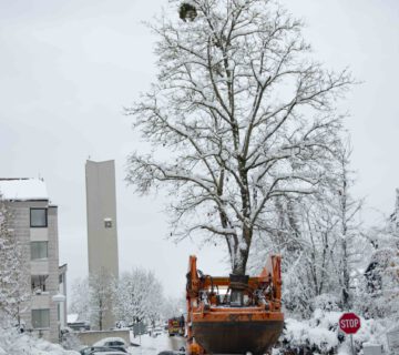 Ein Blutahorn auf dem Weg zu seinem neuen Standort bei der St.-Johannser-Straße. © Stadt Burghausen/ebh