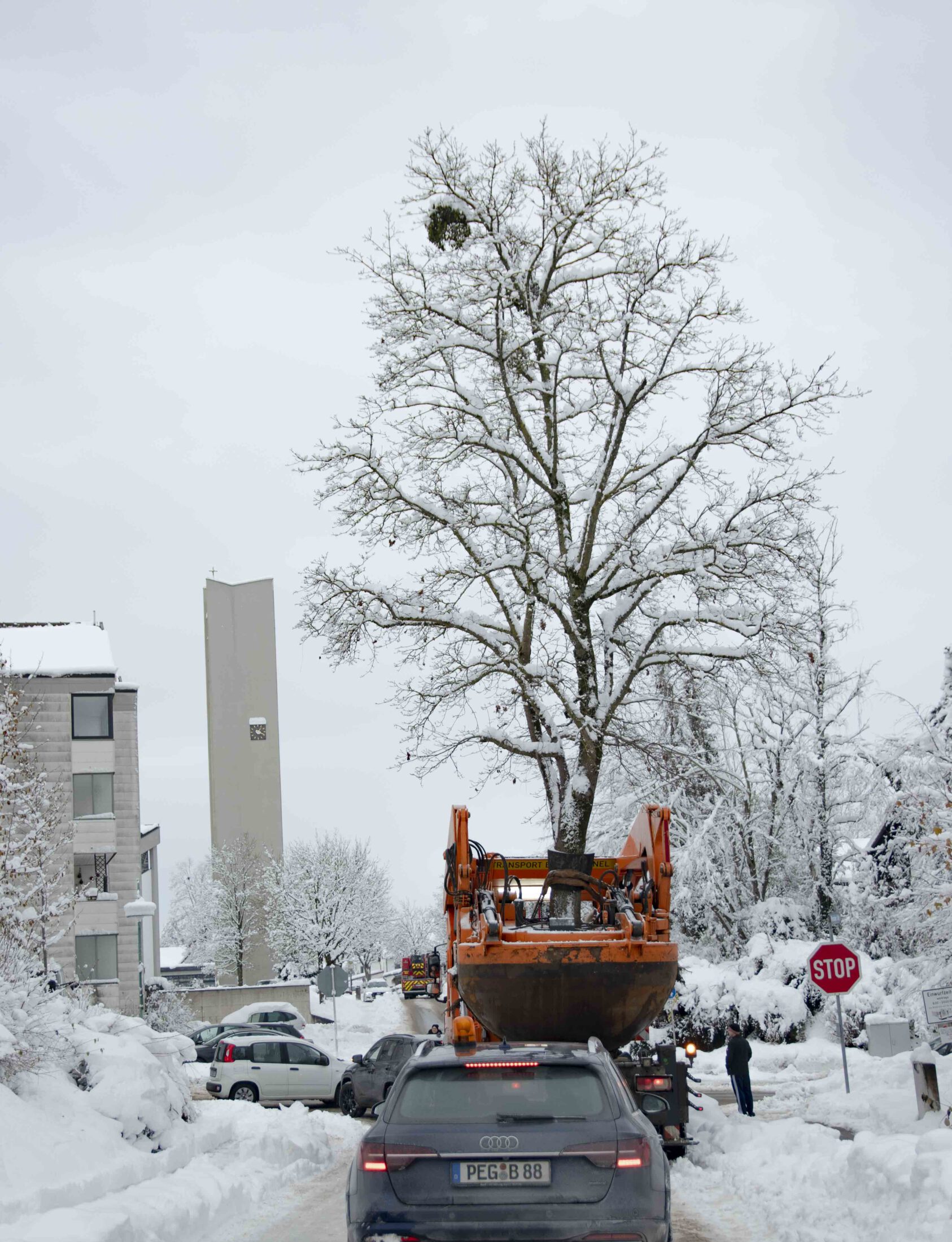 Ein Blutahorn auf dem Weg zu seinem neuen Standort bei der St.-Johannser-Straße. © Stadt Burghausen/ebh