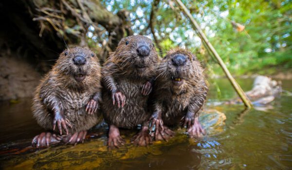 Vortragsreihe Biodiversität - in zwei der Vorträge geht über Biber Foto Christian Kutschenreiter