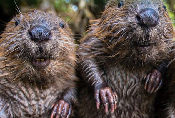 vhs_Umweltamt_Biodiversität 2024-01_v