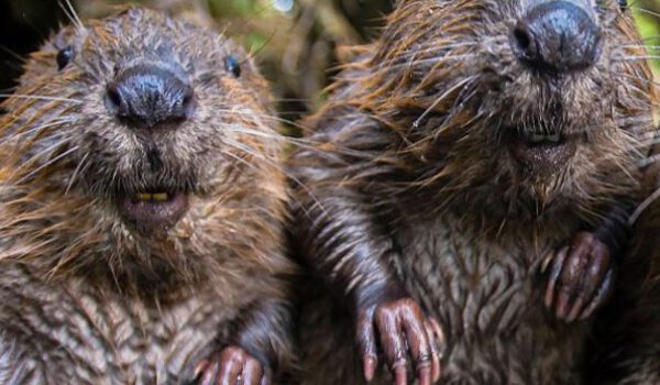 vhs_Umweltamt_Biodiversität 2024-01_v