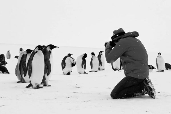 Rückkehr der Pinguiene © Paprika Films
