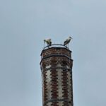 16年2024月XNUMX日火曜日の朝、数羽のコウノトリがブルクハウゼンに止まりました。ライテンハスラッハの巣、たとえばビール醸造所の煙突にいるコウノトリのつがいが近い将来に見られるかどうか © Stadt Burghausen/ebh