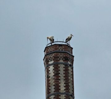 El martes 16 de abril de 2024 por la mañana, algunas cigüeñas se detuvieron en Burghausen. En un futuro próximo se verá si alguna de las parejas de cigüeñas anida en Raitenhaslach, por ejemplo en la chimenea de la cervecería © Stadt Burghausen/ebh