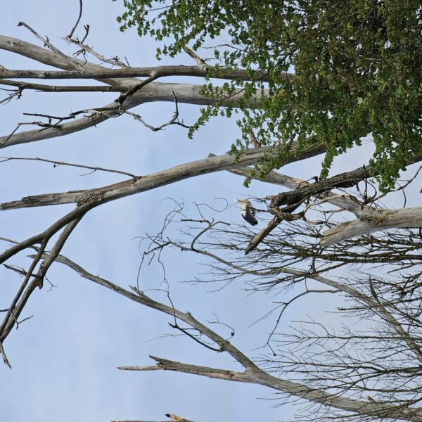 Storch in den Bäumen bei Raitenhaslach © Stadt Burghausen/ebh