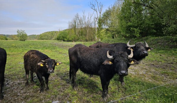 Die wilden Weiden und Blühwiesen in Raitenhaslach sind ein Paradies für viele besondere Tierarten, wie Wasserbüffel, Störche und Biber © Stadt Burghausen/ebh