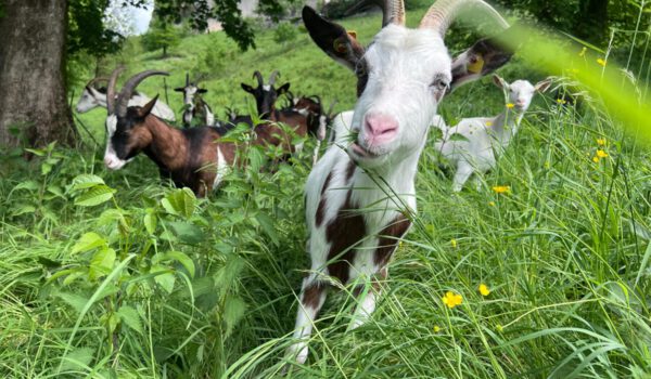 Die Ziegen sind wieder am Burghang angekommen und kümmern sich darum, dass der Burghang nicht zuwächst und der Blick auf die Burg frei bleibt. Acht Kitze sind bei der Herde. Fotocredit: Stadt Burghausen/Umweltamt