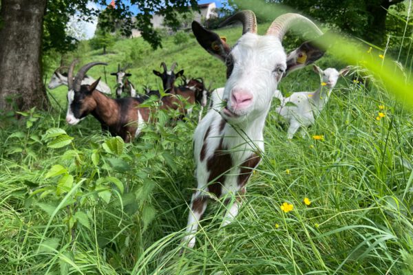 Die Ziegen sind wieder am Burghang angekommen und kümmern sich darum, dass der Burghang nicht zuwächst und der Blick auf die Burg frei bleibt. Acht Kitze sind bei der Herde. Fotocredit: Stadt Burghausen/Umweltamt