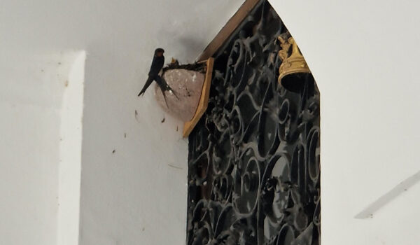 PM 152 Mauerseglernest in der Burghauser Altstadt Kopie_bearbeitet