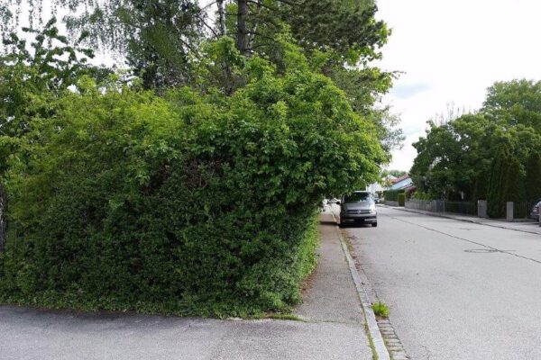 PM 175 Sträucher sollten zurückgeschnitten werden Foto: Verschiedene Hecken im Stadtgebiet Fotocredit: Stadt Burghausen / Umweltamt