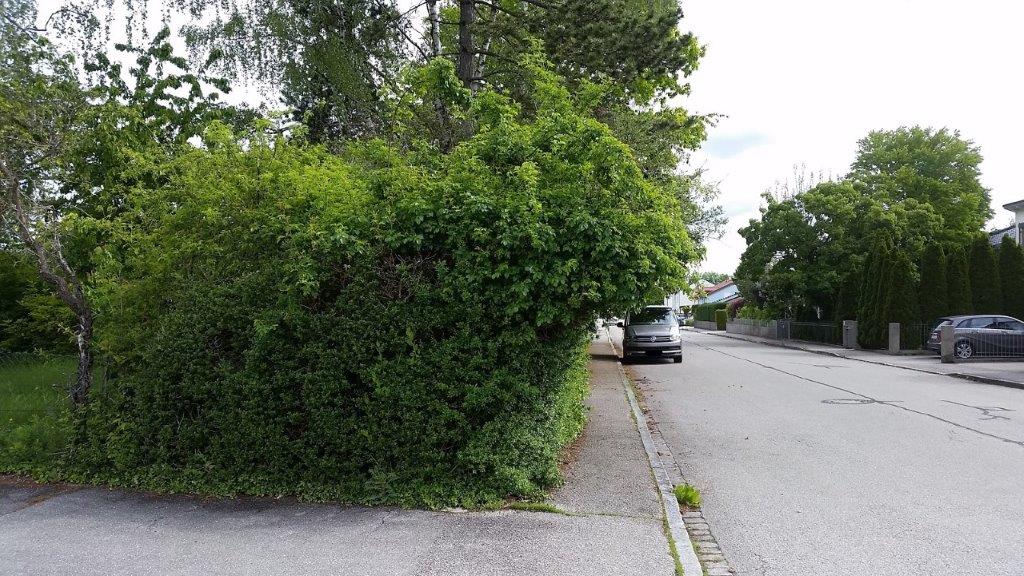 Foto: Verschiedene Hecken im Stadtgebiet Fotocredit: Stadt Burghausen / Umweltamt