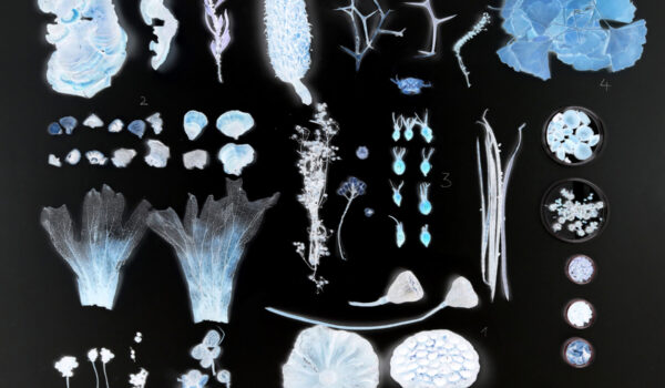 _Collage aus der Sammlung_ Heinsdorff 1