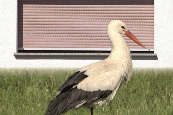 Biodiversität-Rückkehr des Weißstorches