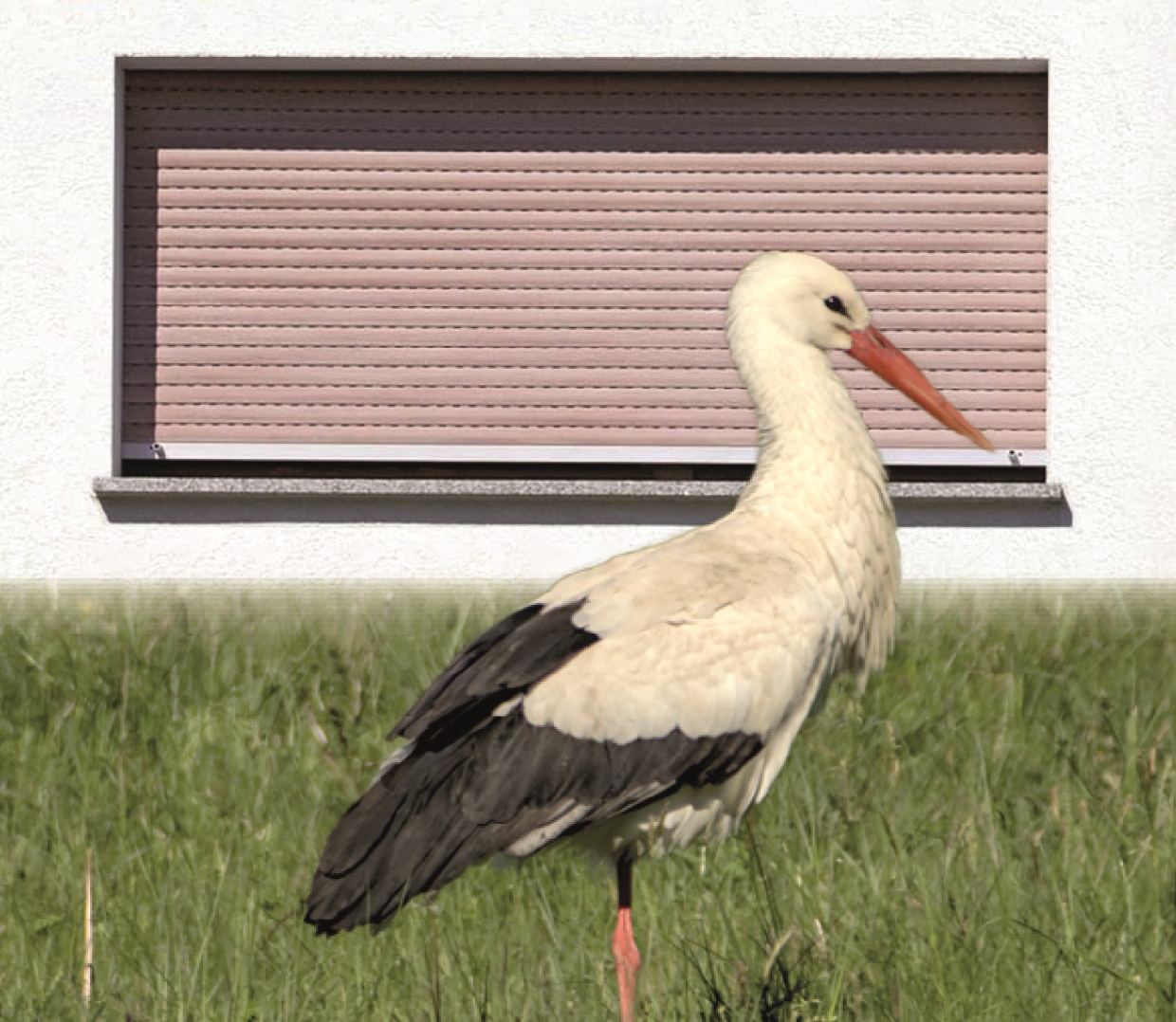 Biodiversität Rückkehr des Weißstorches