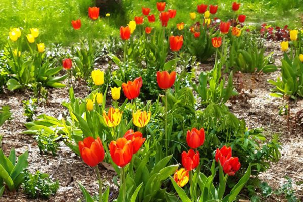 Die Farben des Frühlings_Bildrechte-Carola Burger_Frühlingsblumen 2 Die Farben des Frühlings_Bildrechte-Carola Burger_Frühlingsblumen 2