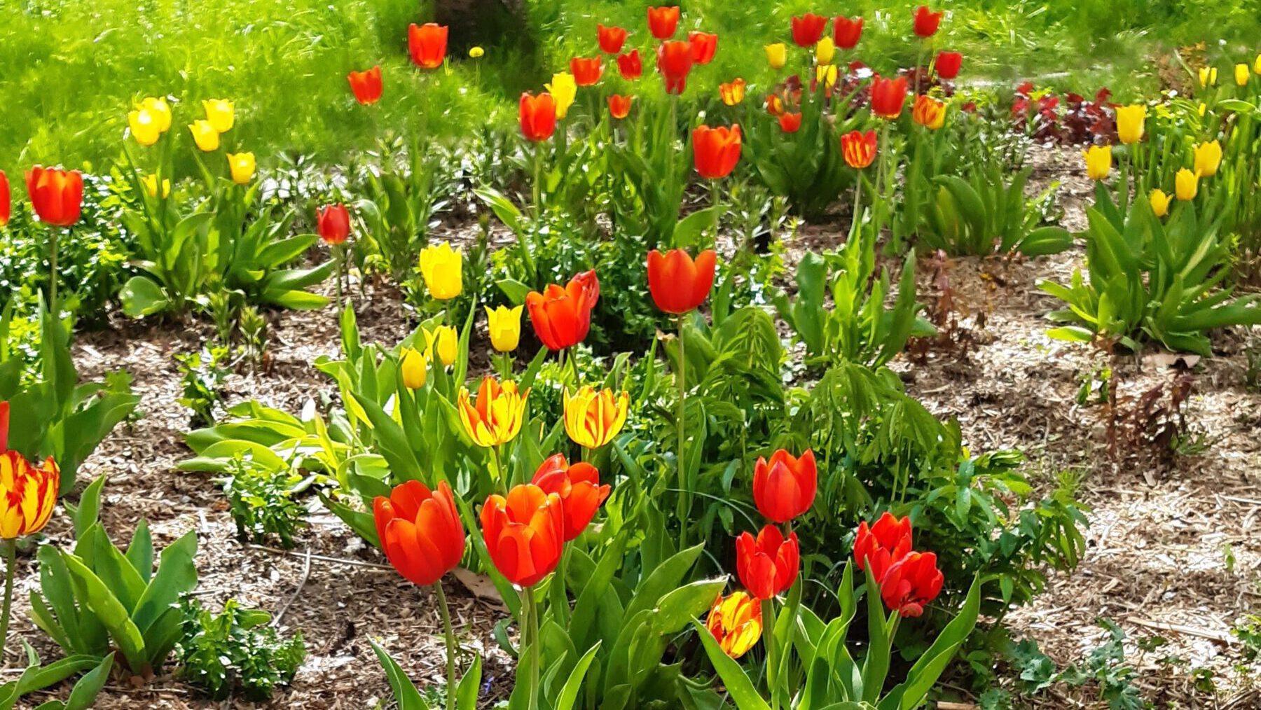 Die Farben des Frühlings Bildrechte Carola Burger Frühlingsblumen 2