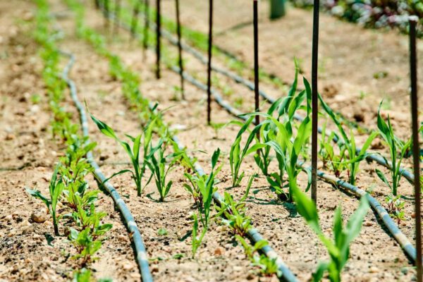 2025-03-31- Umweltreihe_Pflanzenkohle_ Wikimedia Commons_Application_of_Biochar 2025-03-31- Umweltreihe_Pflanzenkohle_ Wikimedia Commons_Application_of_Biochar