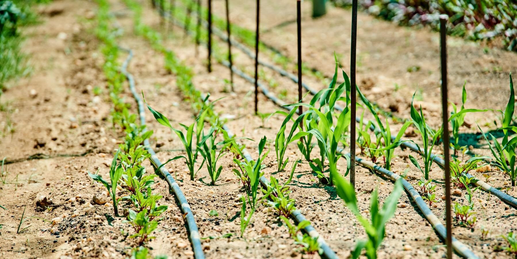 2025 03 31  Umweltreihe Pflanzenkohle  Wikimedia Commons Application of Biochar