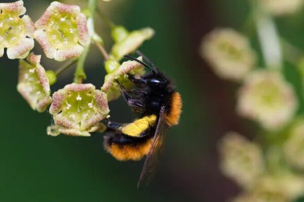2025-05-08 Bienen-Foto Biene Kenneth Kuba, Plan-Insect Interaction