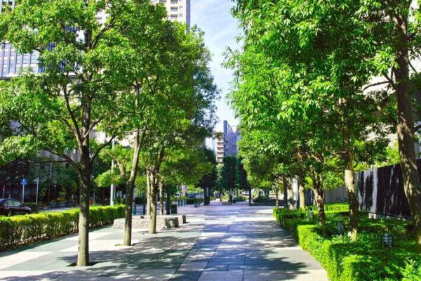 2025_05_21 Umweltreihe Bäume 2025_05_21 Umweltreihe Bäume