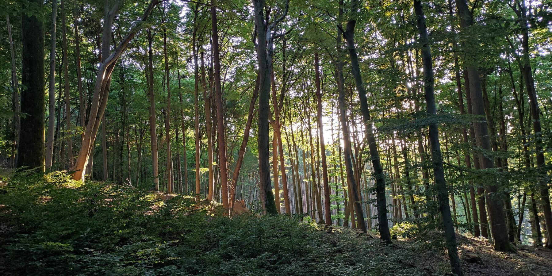 2025 09 20 Lebensraum Wald