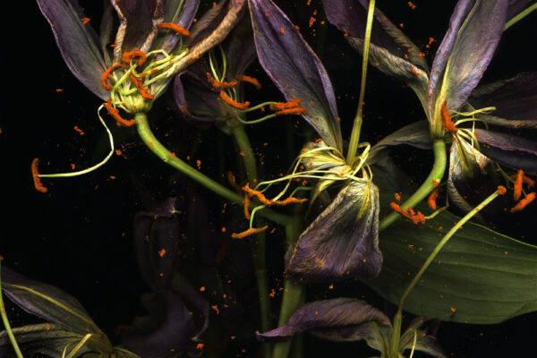 Liliom_Michaela Bruckmüller_2019_img585