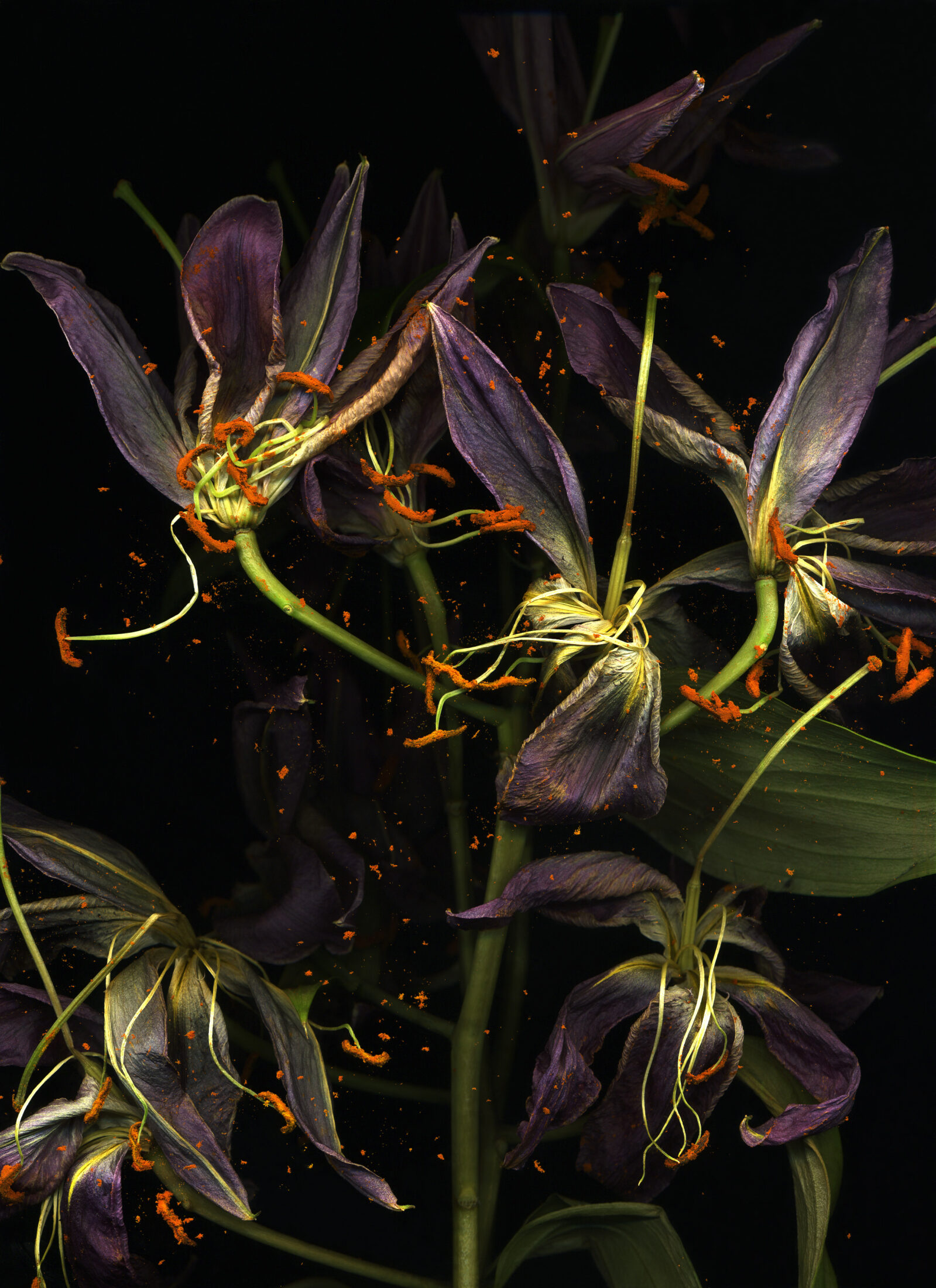 Liliom Michaela Bruckmüller 2019 img585