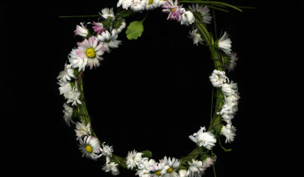 Michaela Bruckmüller, corona bellis aus FLOS CORONAE, 2025