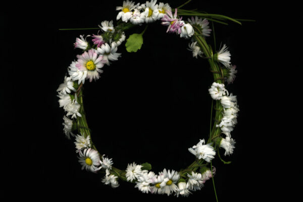 Michaela Bruckmüller, corona bellis aus FLOS CORONAE, 2025 Michaela Bruckmüller, corona bellis aus FLOS CORONAE, 2025