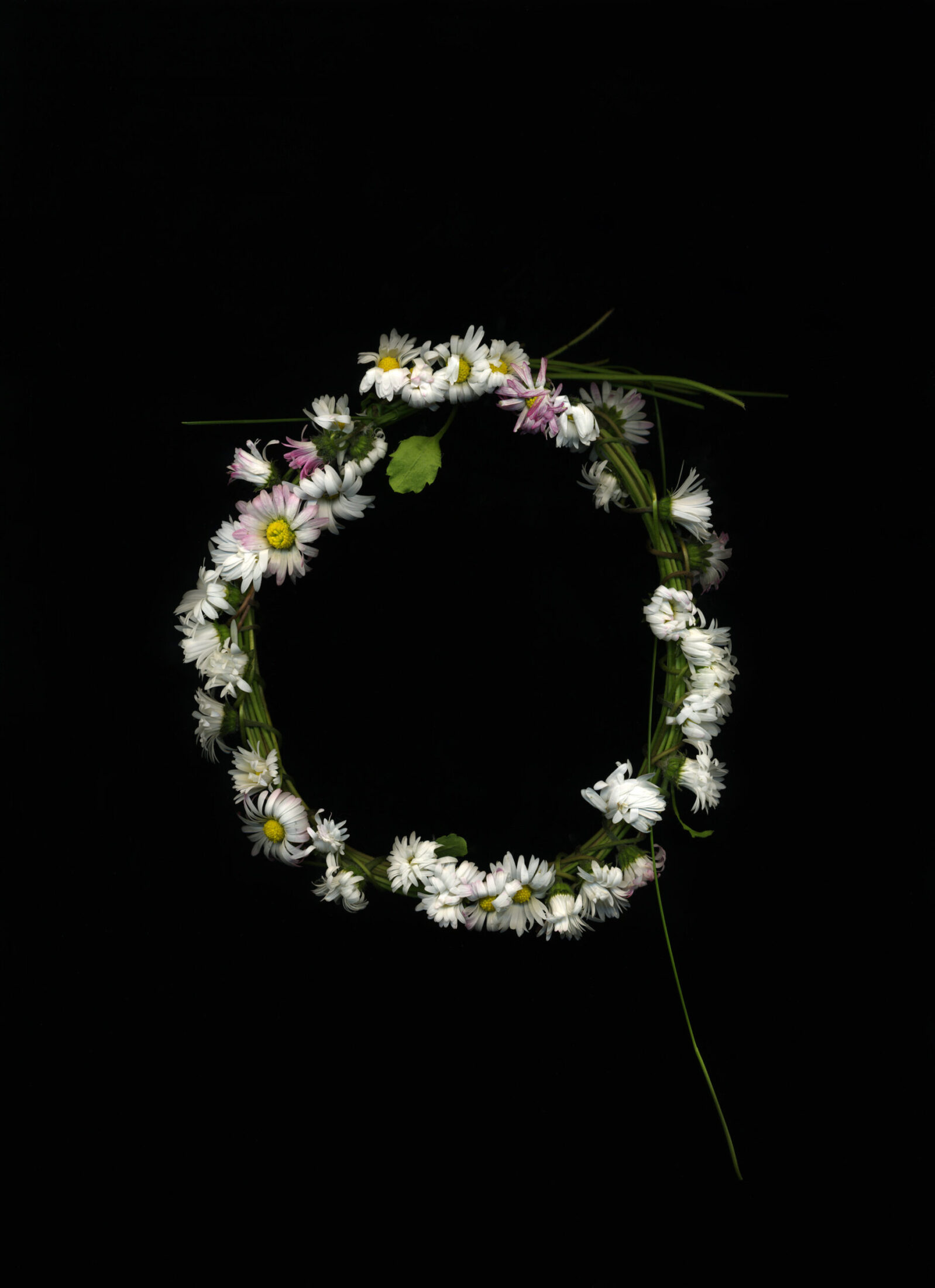 Michaela Bruckmüller, corona bellis aus FLOS CORONAE, 2025