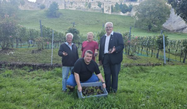 Der Nebel im Hintergrund macht es deutlich: Aufgrund zunehmender Feuchte mussten die Trauben des Burghauser Gwax vorzeitig geerntet werden. Chef-Weinbauer Curt Pfeifentahler, Erntehelfer Walter Markert sowie Zweiter Bürgermeister Norbert Stranzinger (v.l.) freuten sich zusammen mit Thomas Pfeifentahler (kniend) trotzdem über 15 Prozent mehr Ertrag zum Vorjahr. Fotocredit: Stadt Burghausen/vd