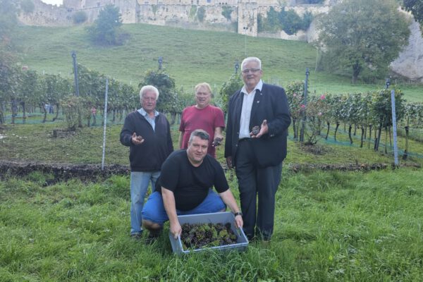 Der Nebel im Hintergrund macht es deutlich: Aufgrund zunehmender Feuchte mussten die Trauben des Burghauser Gwax vorzeitig geerntet werden. Chef-Weinbauer Curt Pfeifentahler, Erntehelfer Walter Markert sowie Zweiter Bürgermeister Norbert Stranzinger (v.l.) freuten sich zusammen mit Thomas Pfeifentahler (kniend) trotzdem über 15 Prozent mehr Ertrag zum Vorjahr. Fotocredit: Stadt Burghausen/vd Der Nebel im Hintergrund macht es deutlich: Aufgrund zunehmender Feuchte mussten die Trauben des Burghauser Gwax vorzeitig geerntet werden. Chef-Weinbauer Curt Pfeifentahler, Erntehelfer Walter Markert sowie Zweiter Bürgermeister Norbert Stranzinger (v.l.) freuten sich zusammen mit Thomas Pfeifentahler (kniend) trotzdem über 15 Prozent mehr Ertrag zum Vorjahr. Fotocredit: Stadt Burghausen/vd