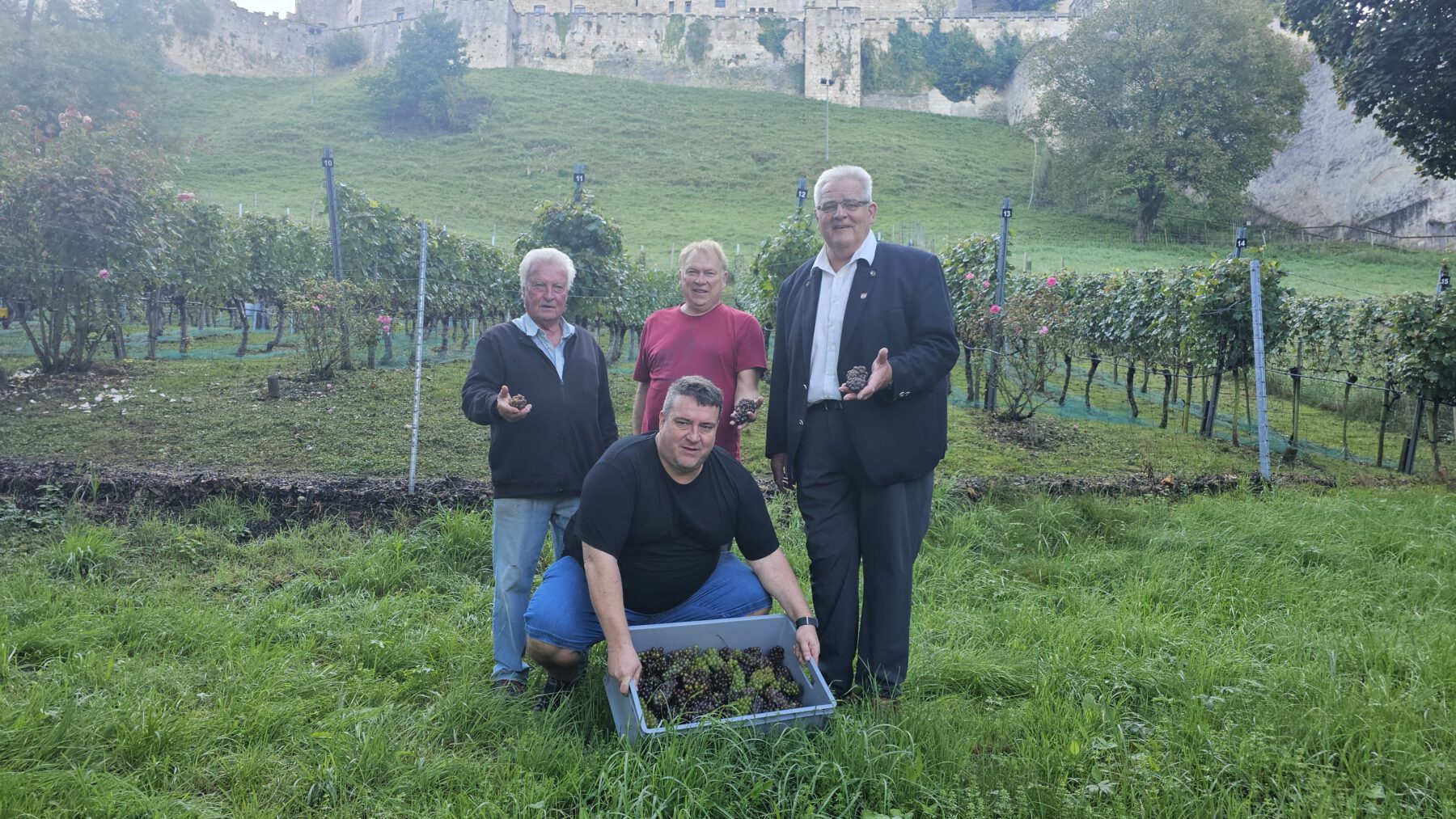 Der Nebel im Hintergrund macht es deutlich: Aufgrund zunehmender Feuchte mussten die Trauben des Burghauser Gwax vorzeitig geerntet werden. Chef-Weinbauer Curt Pfeifentahler, Erntehelfer Walter Markert sowie Zweiter Bürgermeister Norbert Stranzinger (v.l.) freuten sich zusammen mit Thomas Pfeifentahler (kniend) trotzdem über 15 Prozent mehr Ertrag zum Vorjahr. Fotocredit: Stadt Burghausen/vd