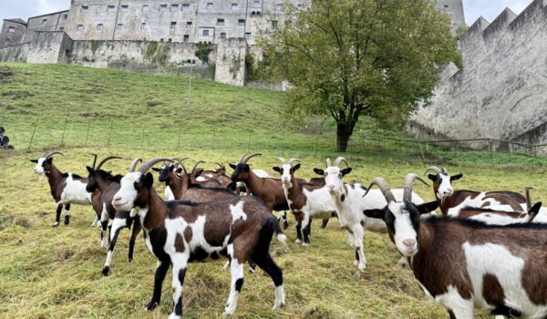 Ziegen Wöhrsee Tauernschecken FÖJ Burghausen weltlängste Burg Foto Königseder