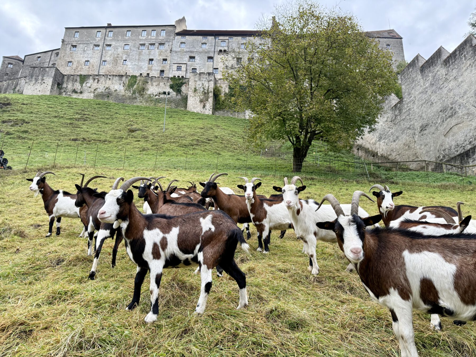 Ziegen Wöhrsee Tauernschecken FÖJ Burghausen weltlängste Burg Foto Königseder