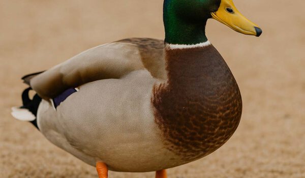 Stockente KI generiert Das Bild dieser Stockente ist von ChatGPT generiert.