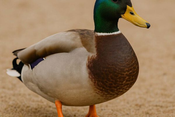 Das Bild dieser Stockente ist von ChatGPT generiert.