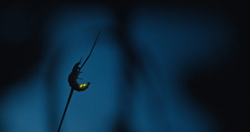 INSEKTEN StillHQ c CaminoFilm und CZARFilm2